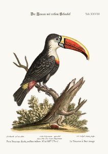 Kırmızı Gagalı Toucan, 1749-73